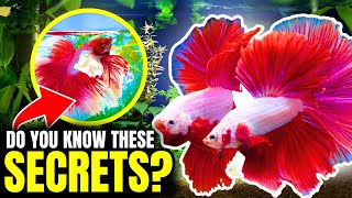 Betta Fish Care Everything You NEED To Know [upl. by Brier43]