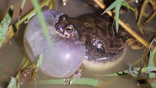 Anfíbios vocalizando  amphibians vocalizing [upl. by Milburt121]