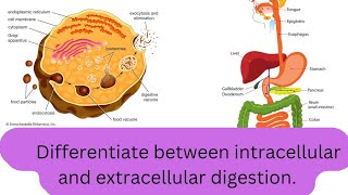 Differentiate between intracellular and extracellular digestionclass11chapter 4 LifeScienceAt7pm [upl. by Hett810]