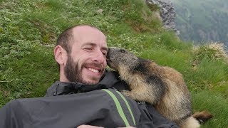 Marmot Attack  Attaque de Marmotte [upl. by Ennoira965]