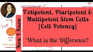 Totipotent Pluripotent amp Multipotent Stem Cells  What is the Difference Cell Potency [upl. by Urias]