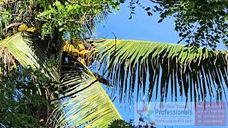 Freehold Residential Development Land for Sale – Walk to Savusavu Town in FIJI [upl. by Aretina]