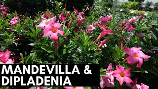 Mandevilla and Dipladenia [upl. by Datha]