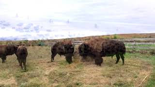 Custer State Park Buffalo Roundup  Sights and Sounds [upl. by Eednas]