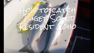 How to catch Puget Sound Resident Coho  2023 [upl. by Atteynad689]