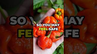 Top 6 Hottest Peppers in the World That Will Melt Your Tastebuds [upl. by Riella]