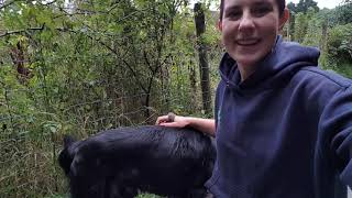 Flat Coated Retriever Obedience Training [upl. by Necyrb]