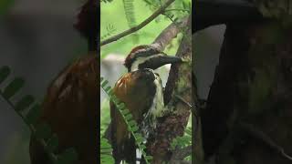 Black rumped flameback woodpecker [upl. by Ramak]