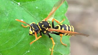 Polistes dominulus wasp [upl. by Beichner]