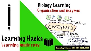 4 Organisation and Enzymes Secondary KS3KS4 GCSE FREE SCIENCE LESSONS  Biology [upl. by Studner323]