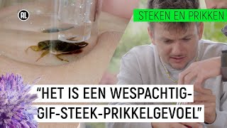 JURRE WORDT GESTOKEN DOOR quotDE WESP VAN DE SLOOTquot  Steken en Prikken S2 4  NPO Zapp [upl. by Poppy]