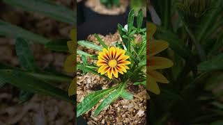 Gazania Flower Bloomed Fast After Repotting flowers [upl. by Onurb]