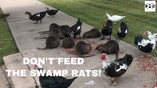 Dont feed the swamp rats at Krauss Baker Park [upl. by Refannej]