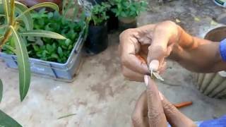 Oleander ganneru grafting in easy steps Telugu [upl. by Hpsoj187]