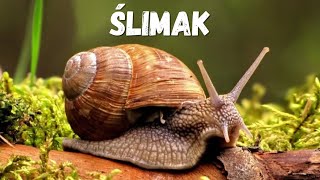 TOP 20 CIEKAWOSTKI  ŚLIMAK 🐌 [upl. by Ytisahc]