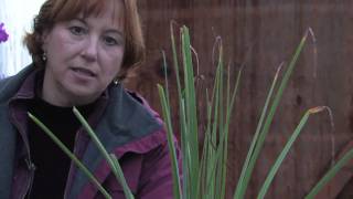 Gardening Tips amp Flowers  How to Remove Brown Tips From the Leaves of Houseplants [upl. by Ardnazxela]