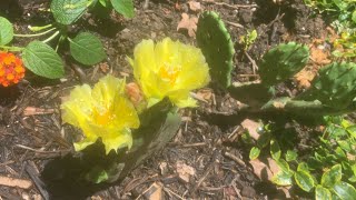 Eastern prickly pear cactus flowers [upl. by Aneleiram]