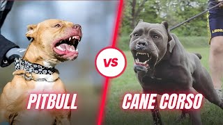 Cane Corso VS Pitbull  Which Is Better [upl. by Seidler]