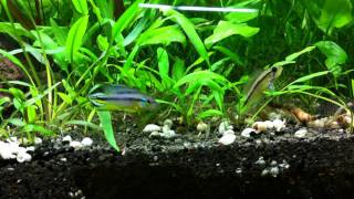 A trio of Apistogramma agassizii quotTefe pearl bluequot [upl. by Gora]