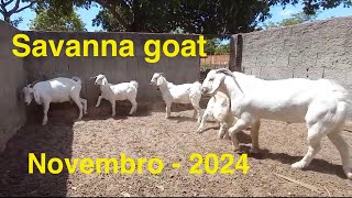 Savanna goats november 2024 caprinos savana em novembro de 2024 [upl. by Osmo]