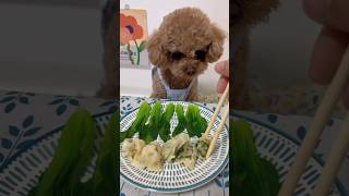 This Teddy Zhang Dog was in such a hurry to eat that he didn’t even see it chewing dog shorts pet [upl. by Nosredneh]