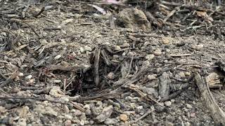 Myrmecia nigriceps at the Australian National University in Canberra [upl. by Whiting834]