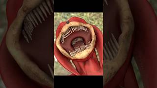 SHIN SONIC ANIMATION Knuckles vs FNaF Montgomery sonic fnaf shinsonic [upl. by Brooks415]