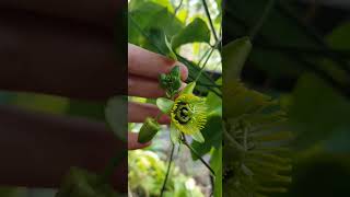 Пассифлора Летучая Мышь Coriacea  Passiflora Coriacea coriacea passiflora пассифлора [upl. by Henning]