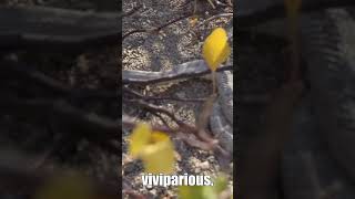 The Rattlesnake With No Rattle Santa Catalina Island Rattlesnake Facts [upl. by Vittorio901]