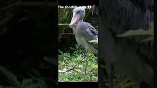 👀The shoebill stork short shortvideo [upl. by Monson809]