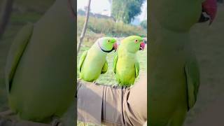 Jora Parrot Looking In Green Parrot Natural fantasticparrot parrot [upl. by Shaver]