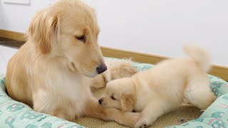 Golden Retriever Attacked by Puppy [upl. by Haliek598]