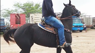 FEIRA DE CAVALOS EM CACHOEIRINHAPE 07032024 nordeste [upl. by Eltotsira116]