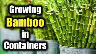 Growing Bamboo in Containers  How to Successfully Plant Bamboo in Pots [upl. by Nalhsa]