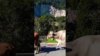 ❤️Lauterbrunnen 🏔️Switzerland travel switzerland relaxing lauterbrunnen cow [upl. by Lledniuq]