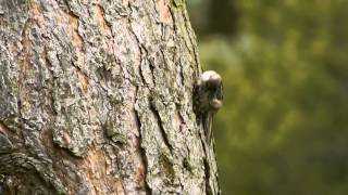 Shorttoed Treecreeper Certhia brachydactyla  Gartenbaumläufer [upl. by Toland]