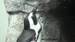 Penguins unveiled at the Zoo [upl. by Breena]