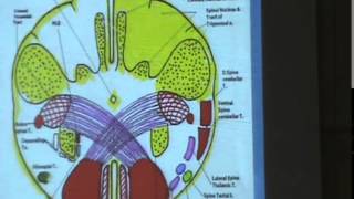 4 DrJihan 1442015  Medial longitudinal bundle  Medulla  Visual pathway [upl. by Anitsuj]