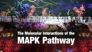 The Molecular Interactions of the MAPK Pathway [upl. by Schnapp]