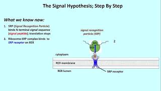 3062 Details of the Signal Hypothesis [upl. by Munford525]