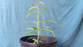 Phototropism Science Experiment at home [upl. by Hoj]