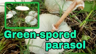 The beautiful greenspored parasol mushroom [upl. by Admana]