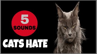 5 Sounds That Disturb Cats  HATE [upl. by Erodeht]