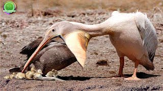 16 Ataques de Pájaros Más Mortíferos y Brutales Hambrientos Increíbles Aves Mortales y Insaciables [upl. by Bidle]