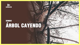 Sonido Árbol Cayendo  Falling Tree Sound Effect [upl. by Netram]