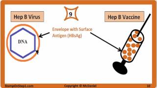 Viral Hepatitis Hepatitis A Hepatitis B Hepatitis C HBsAg HBeAg Vaccine HCV HBV HBsAb [upl. by Gustafson397]