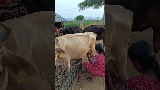 minivlog1 daily routine work ❤️💚💚🌿🌹shorts agriculture villagelife vivasayi [upl. by Ailel]