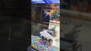 Fish 🐟 aquarium music tamil [upl. by Bonni]