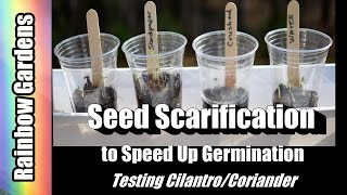 4K How to Speed Up Germination  Grow Coriander  Cilantro from Seed at Home  Garden Experiments 1 [upl. by Dow]