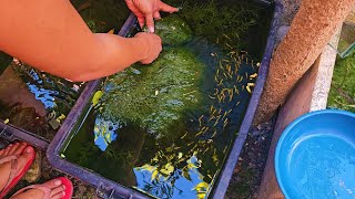 How To Setup The Perfect Natural KeepingBreeding Tub For Guppies Mollies Swordtail Platys etc [upl. by Vel155]